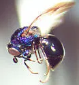 Omalus iridescens - photo 5