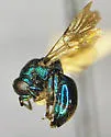 Omalus plicatus