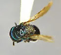 Omalus plicatus - photo 2