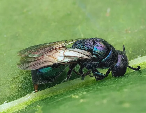 Omalus puncticollis