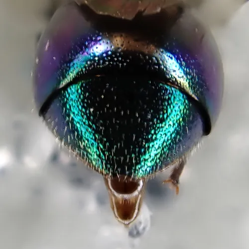 Omalus puncticollis - photo 2