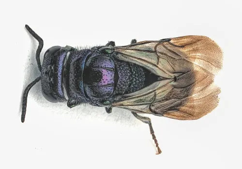 Omalus puncticollis - photo 4