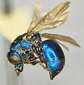 Omalus variatus