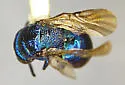 Omalus variatus - photo 2