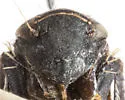 Omanana litigiosa - photo 3