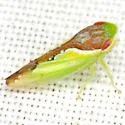 Omansobara palliolata - Omansobara palliolata