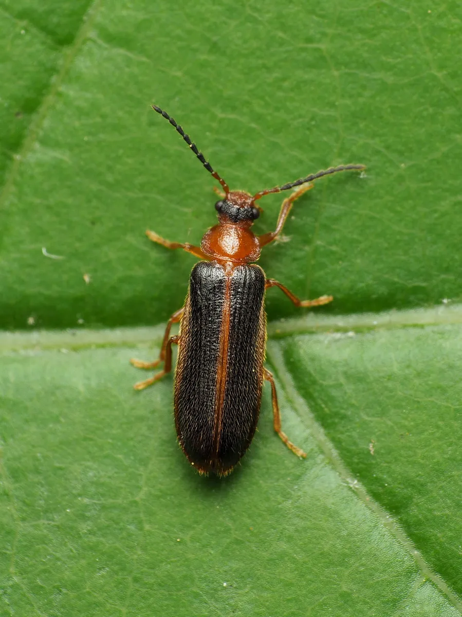 Omethes marginatus