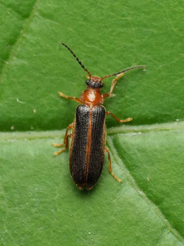 Omethes marginatus - photo 2