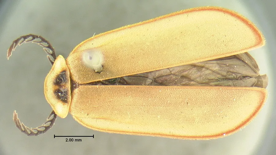 False Soldier Beetles - Omethidae