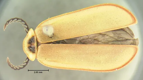 False Soldier Beetles - photo 2