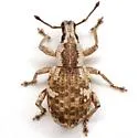 Omileus epicaeroides - photo 2