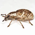 Omileus epicaeroides - photo 3