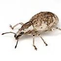 Omileus epicaeroides - photo 4