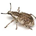 Omileus epicaeroides - photo 5