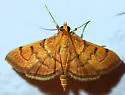 Bean-leaf Webworm Moth - Hodges#5212