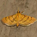 Bean-leaf Webworm Moth - Hodges#5212 - photo 2