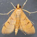 Bean-leaf Webworm Moth - Hodges#5212 - photo 3