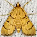 Bean-leaf Webworm Moth - Hodges#5212 - photo 4