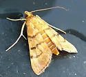 Bean-leaf Webworm Moth - Hodges#5212 - photo 5
