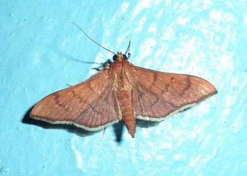 Omiodes martyralis - Hodges#5214.1