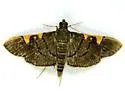 Omiodes simialis - Hodges#5211 - Omiodes simialis