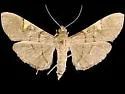 Omiodes simialis - Hodges#5211 - photo 2