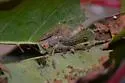 Omiodes simialis - Hodges#5211 - photo 4