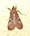 Omiodes stigmosalis - Hodges#5214