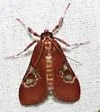Omiodes stigmosalis - Hodges#5214 - photo 2