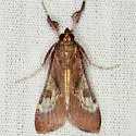 Omiodes stigmosalis - Hodges#5214 - photo 3