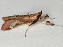 Omiodes stigmosalis - Hodges#5214 - photo 4