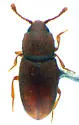Omissophagus sandianus