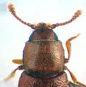 Omissophagus sandianus - photo 2
