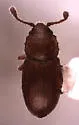 Omissophagus tsoodzilianus