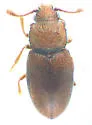 Omissophagus tsoodzilianus - photo 2