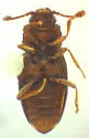 Omissophagus tsoodzilianus - photo 3