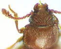 Omissophagus tsoodzilianus - photo 4