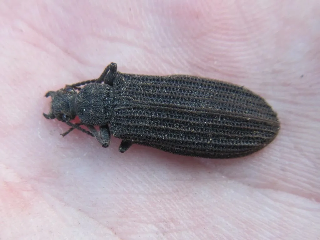 Ommatidae - photo 3
