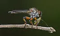 Ommatius floridensis