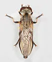 Ommatius ouachitensis - photo 2