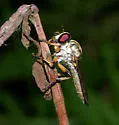 Ommatius ouachitensis - photo 4