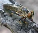 Ommatius ouachitensis - photo 5