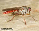 Ommatius pretiosus