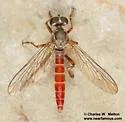 Ommatius pretiosus - photo 2