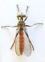 Ommatius pretiosus - photo 3