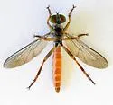 Ommatius pretiosus - photo 4