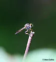 Ommatius tibialis - photo 3