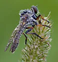 Ommatius tibialis - photo 4