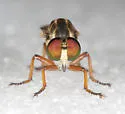 Ommatius wilcoxi - Ommatius wilcoxi