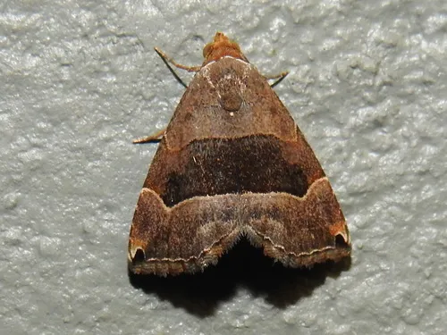 Ommatochila Moth - Hodges#8489